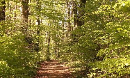 Waldtherapie & Wald-Gesundheitsberatung im Integrativen Verfahren SEAG / Kompaktlehrgang