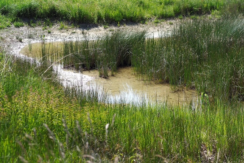Lehrgang Naturnahe Teichgestaltung