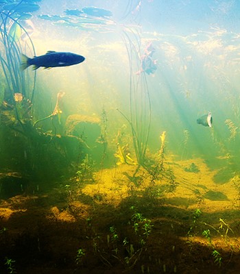 ZERTIFIKATSLEHRGANG (CAS) SÜSSWASSERFISCHE EUROPAS – ÖKOLOGIE & MANAGEMENT
